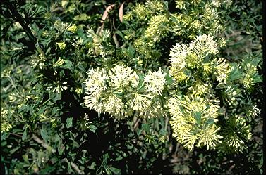 APII jpeg image of Grevillea vestita subsp. vestita  © contact APII