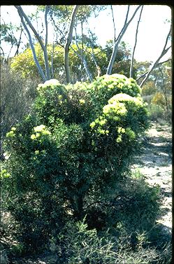 APII jpeg image of Hakea corymbosa  © contact APII