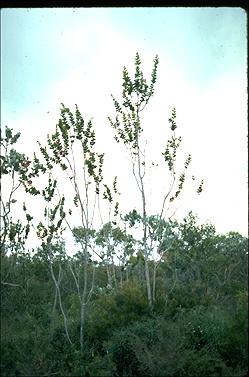 APII jpeg image of Hakea cucullata  © contact APII