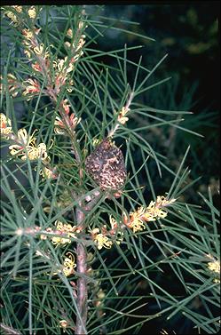 APII jpeg image of Hakea gibbosa  © contact APII