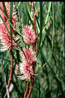 APII jpeg image of Hakea multilineata  © contact APII