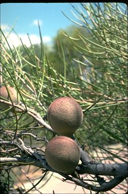 APII jpeg image of Hakea platysperma  © contact APII