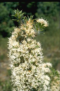 APII jpeg image of Hakea ruscifolia  © contact APII