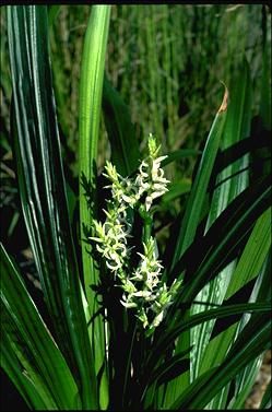 APII jpeg image of Helmholtzia acorifolia  © contact APII