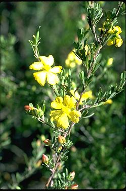 APII jpeg image of Hibbertia obtusifolia  © contact APII