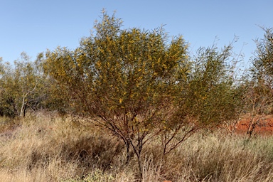 APII jpeg image of Acacia ancistrocarpa  © contact APII