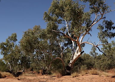 APII jpeg image of Eucalyptus camaldulensis subsp. obtusa  © contact APII