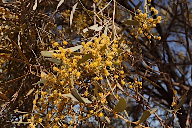 APII jpeg image of Acacia georginae  © contact APII