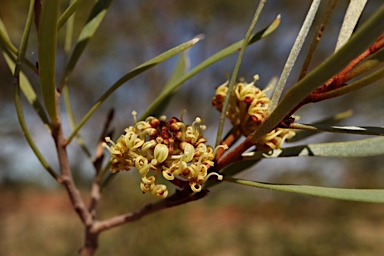 APII jpeg image of Hakea arborescens  © contact APII