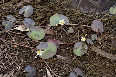 APII jpeg image of Nymphoides indica  © contact APII