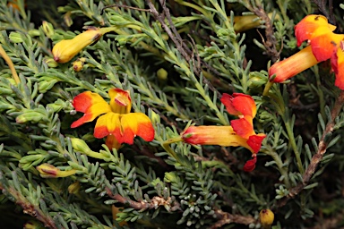 APII jpeg image of Lechenaultia formosa 'Esperance Sunrise'  © contact APII