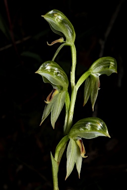 APII jpeg image of Pterostylis umbrina  © contact APII