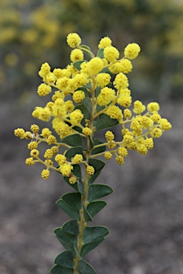 APII jpeg image of Acacia cultriformis  © contact APII