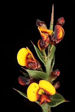 APII jpeg image of Daviesia ulicifolia subsp. ruscifolia  © contact APII