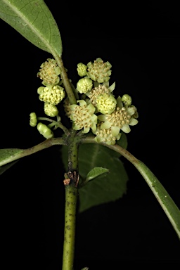 APII jpeg image of Hedycarya angustifolia  © contact APII