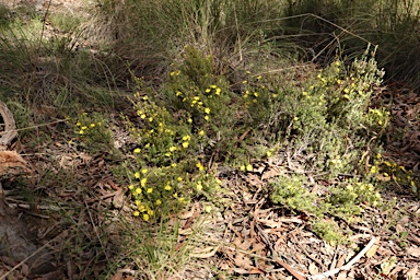 APII jpeg image of Hibbertia calycina  © contact APII