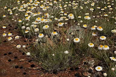 APII jpeg image of Leucochrysum albicans subsp. tricolor  © contact APII