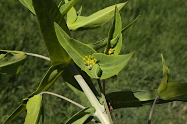 APII jpeg image of Euphorbia lathyris  © contact APII