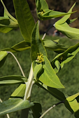 APII jpeg image of Euphorbia lathyris  © contact APII