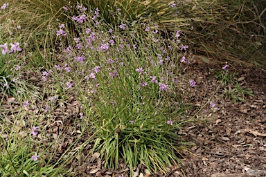 APII jpeg image of Arthropodium fimbriatum  © contact APII