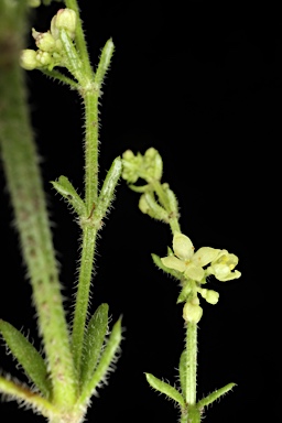 APII jpeg image of Galium gaudichaudii  © contact APII