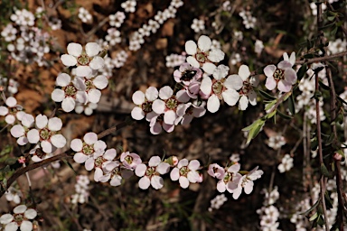 APII jpeg image of Leptospermum multicaule  © contact APII