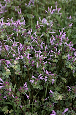 APII jpeg image of Lamium amplexicaule  © contact APII