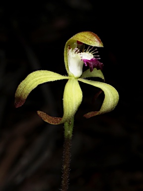 APII jpeg image of Caladenia hildae  © contact APII