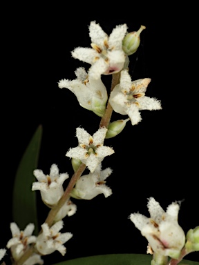 APII jpeg image of Leucopogon affinis var. lanceolatus  © contact APII