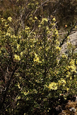 APII jpeg image of Phebalium squamulosum subsp. ozothamnoides  © contact APII