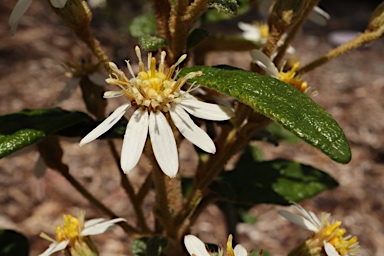 APII jpeg image of Olearia rugosa subsp. distalilobata  © contact APII