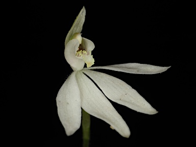 APII jpeg image of Caladenia fuscata  © contact APII