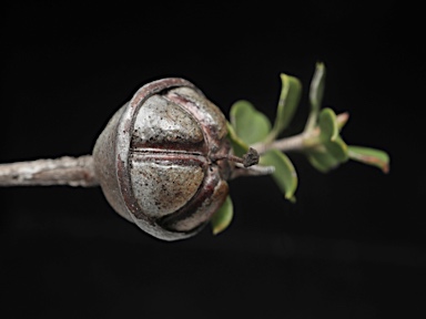 APII jpeg image of Leptospermum rotundifolium  © contact APII