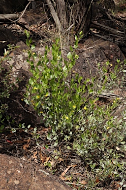 APII jpeg image of Goodenia ovata  © contact APII