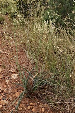 APII jpeg image of Dianella longifolia var. longifolia  © contact APII