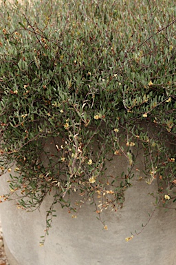 APII jpeg image of Muehlenbeckia tuggeranong  © contact APII