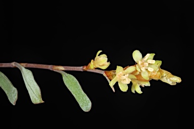 APII jpeg image of Muehlenbeckia tuggeranong  © contact APII