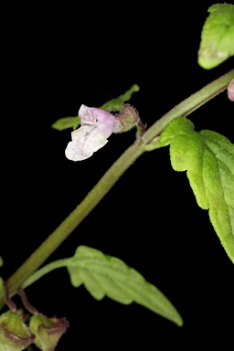 APII jpeg image of Scutellaria mollis  © contact APII