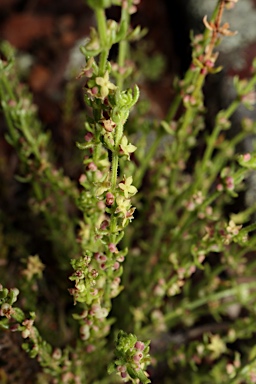 APII jpeg image of Galium gaudichaudii subsp. gaudichaudii  © contact APII