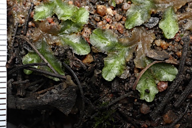 APII jpeg image of Riccia cartilaginosa  © contact APII