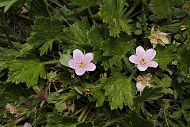 APII jpeg image of Geranium antrorsum  © contact APII