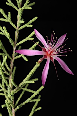 APII jpeg image of Calytrix exstipulata  © contact APII