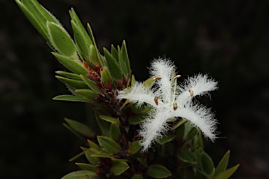 APII jpeg image of Pentachondra involucrata  © contact APII