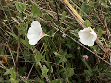 APII jpeg image of Convolvulus arvensis  © contact APII