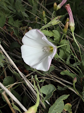 APII jpeg image of Convolvulus arvensis  © contact APII