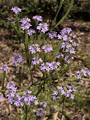 APII jpeg image of Verbena quadrangularis  © contact APII