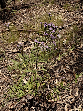 APII jpeg image of Verbena quadrangularis  © contact APII