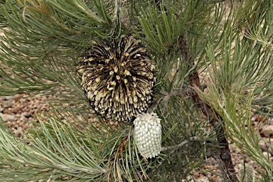 APII jpeg image of Banksia lanata  © contact APII