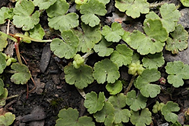 APII jpeg image of Hydrocotyle algida  © contact APII