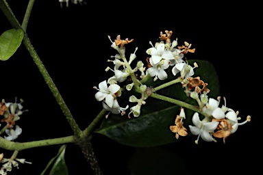 APII jpeg image of Ligustrum australianum  © contact APII